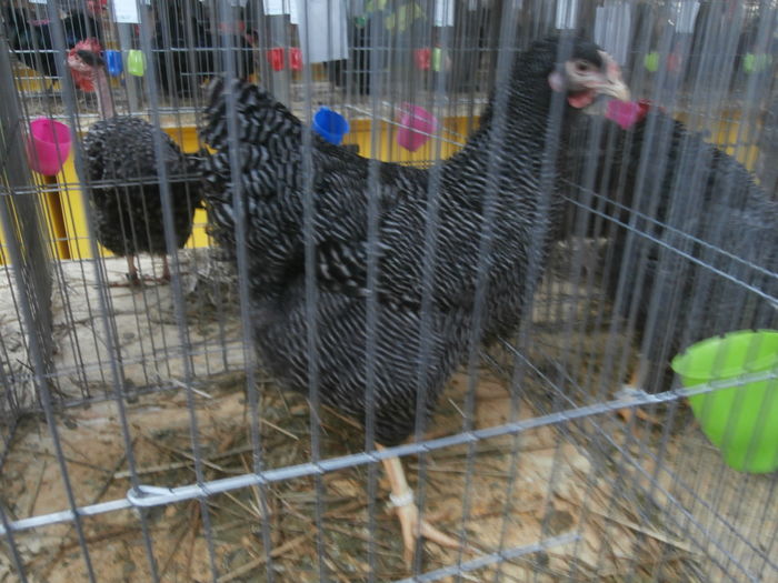 PC050197 - S-Expozitie Nationala a Romaniei Lugoj 2015