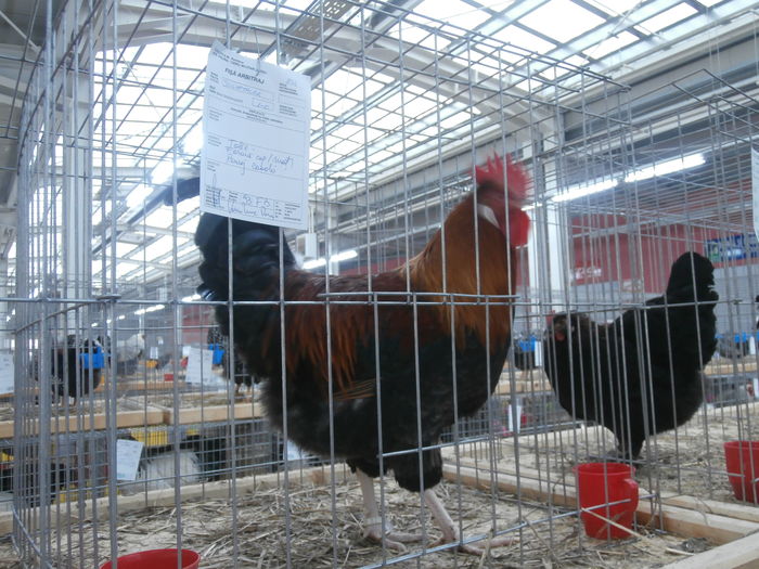 PC050198 - S-Expozitie Nationala a Romaniei Lugoj 2015