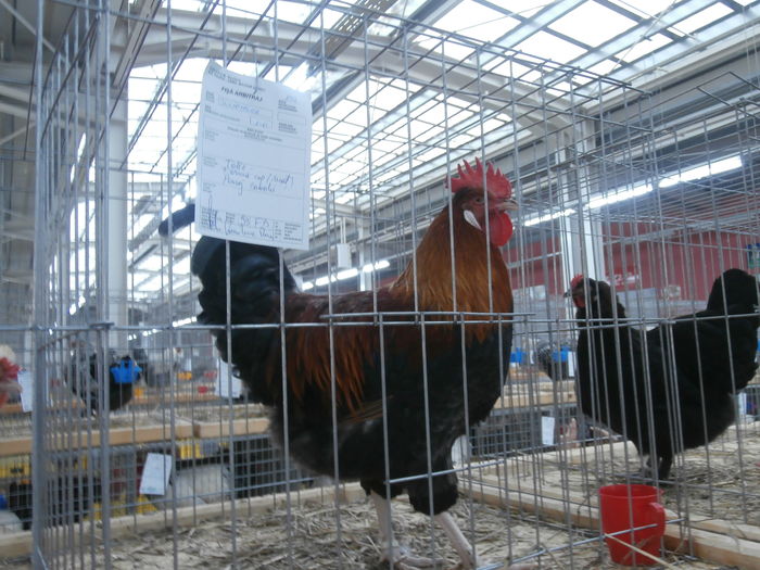 PC050199 - S-Expozitie Nationala a Romaniei Lugoj 2015