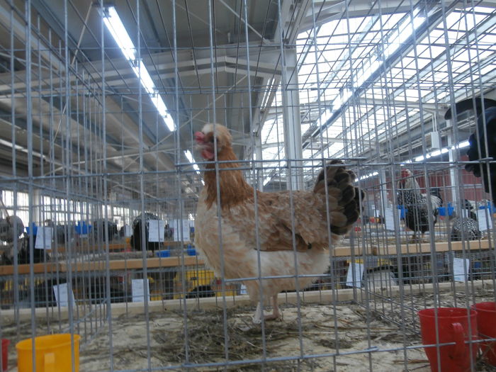 PC050200 - S-Expozitie Nationala a Romaniei Lugoj 2015