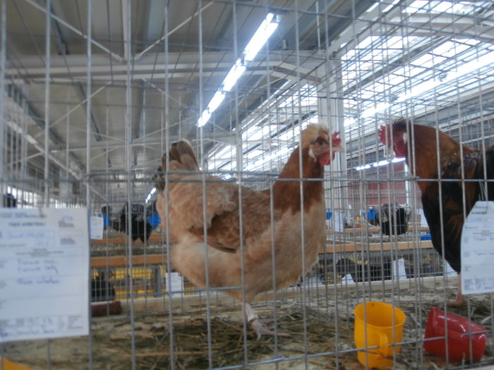 PC050201 - S-Expozitie Nationala a Romaniei Lugoj 2015