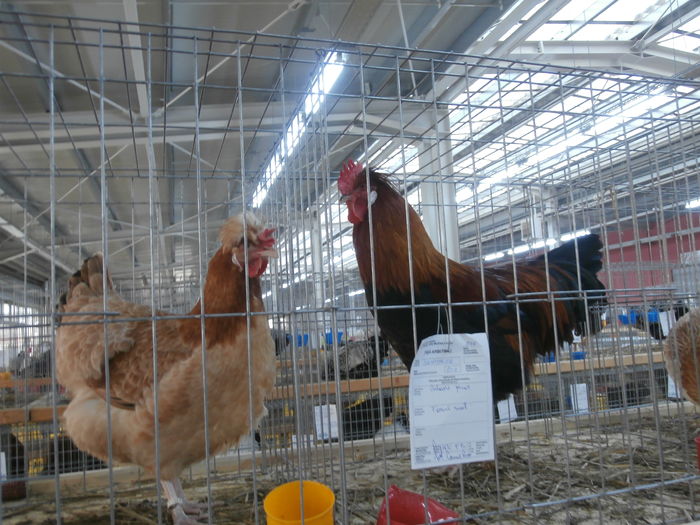 PC050202 - S-Expozitie Nationala a Romaniei Lugoj 2015