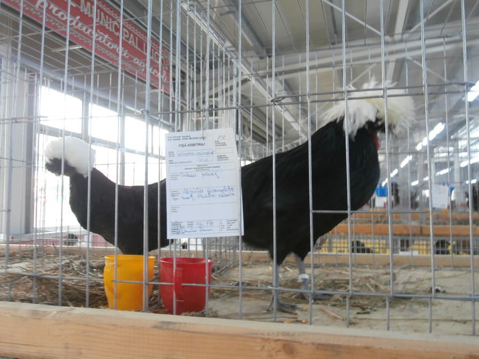 PC050203 - S-Expozitie Nationala a Romaniei Lugoj 2015