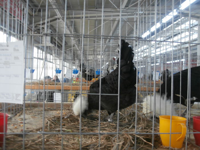 PC050204 - S-Expozitie Nationala a Romaniei Lugoj 2015