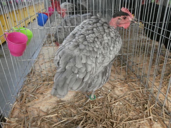 PC050205 - S-Expozitie Nationala a Romaniei Lugoj 2015