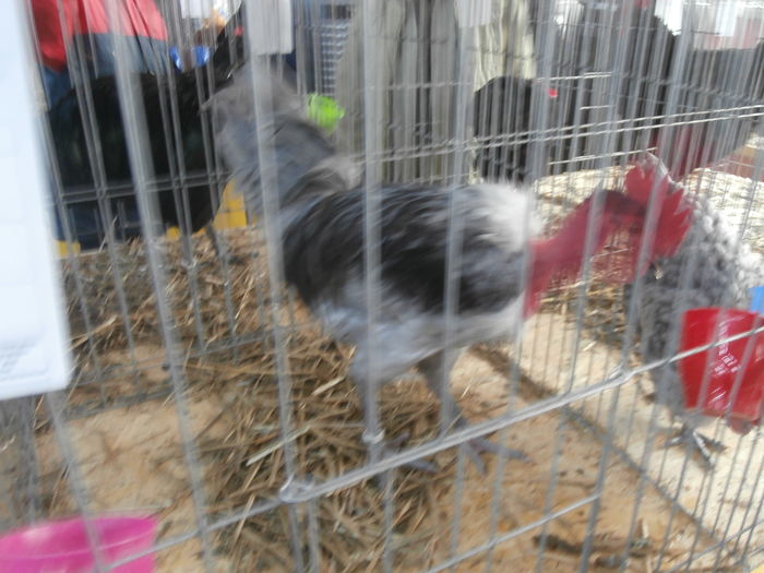 PC050206 - S-Expozitie Nationala a Romaniei Lugoj 2015