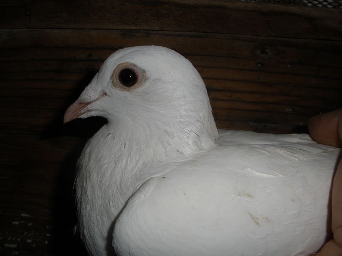 vanduta Preda Valentin