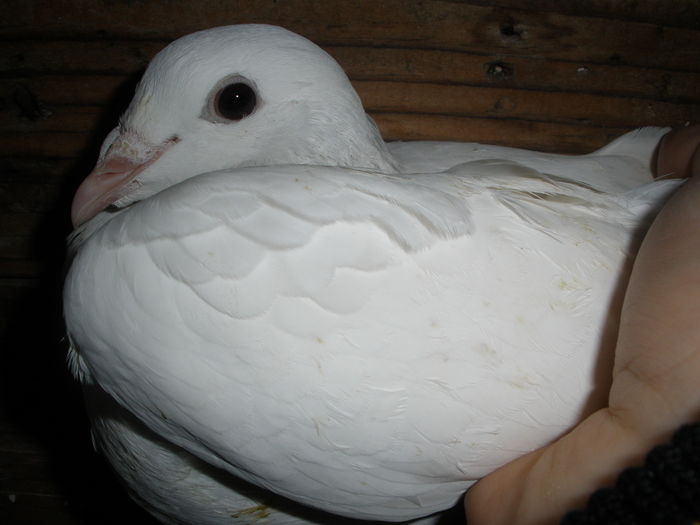 vanduta Derevlean Vasile