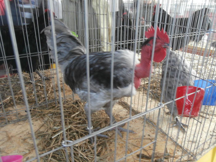 PC050207 - S-Expozitie Nationala a Romaniei Lugoj 2015