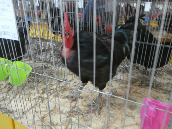 PC050208 - S-Expozitie Nationala a Romaniei Lugoj 2015