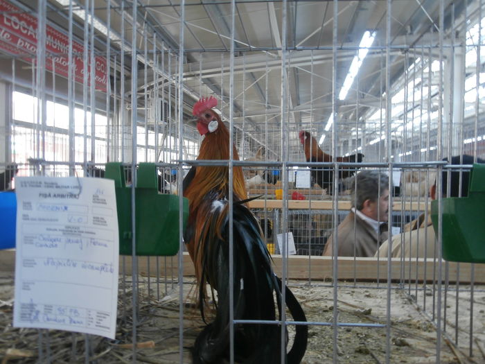 PC050210 - S-Expozitie Nationala a Romaniei Lugoj 2015