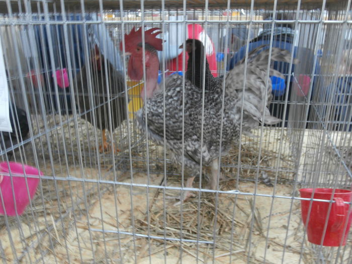 PC050212 - S-Expozitie Nationala a Romaniei Lugoj 2015
