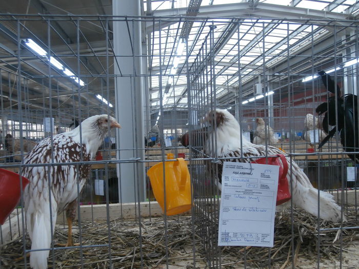 PC050213 - S-Expozitie Nationala a Romaniei Lugoj 2015
