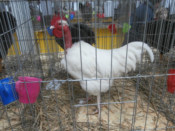 PC050214 - S-Expozitie Nationala a Romaniei Lugoj 2015