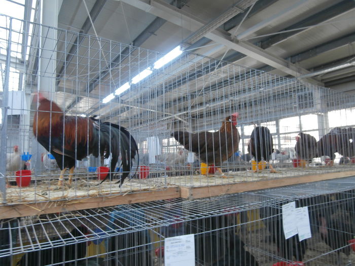 PC050215 - S-Expozitie Nationala a Romaniei Lugoj 2015