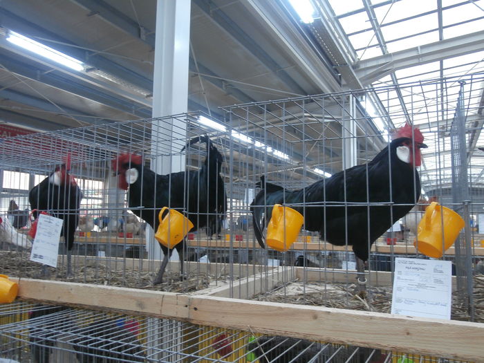 PC050216 - S-Expozitie Nationala a Romaniei Lugoj 2015