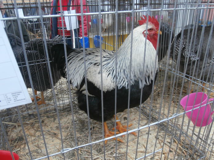 PC050217 - S-Expozitie Nationala a Romaniei Lugoj 2015
