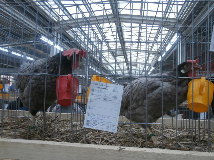 PC050218 - S-Expozitie Nationala a Romaniei Lugoj 2015