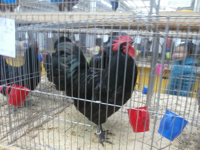 PC050219 - S-Expozitie Nationala a Romaniei Lugoj 2015