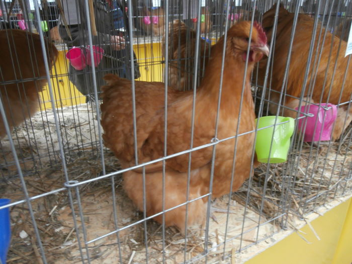 PC050221 - S-Expozitie Nationala a Romaniei Lugoj 2015