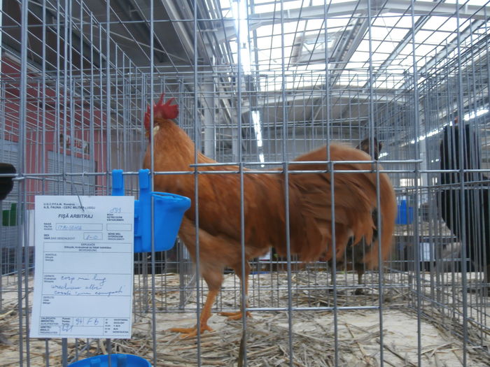 PC050222 - S-Expozitie Nationala a Romaniei Lugoj 2015