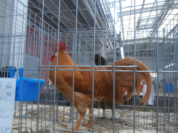 PC050223 - S-Expozitie Nationala a Romaniei Lugoj 2015