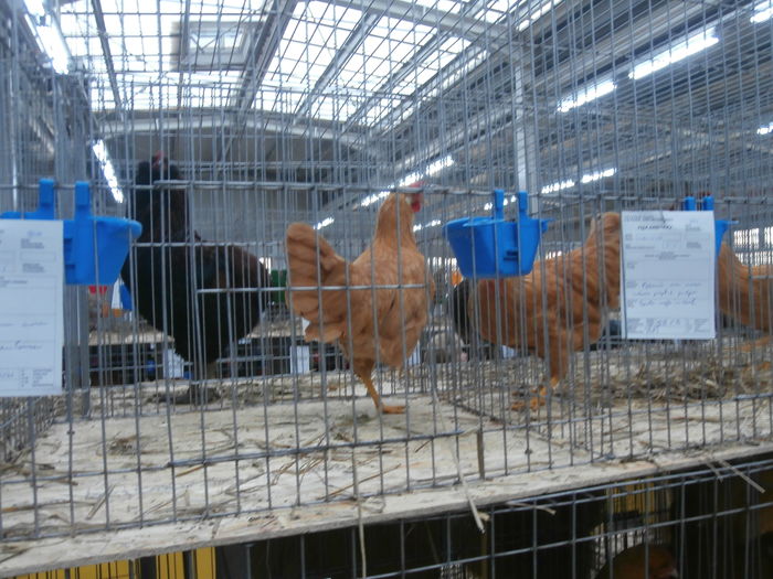 PC050224 - S-Expozitie Nationala a Romaniei Lugoj 2015