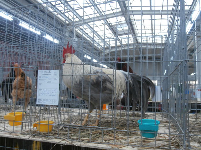 PC050225 - S-Expozitie Nationala a Romaniei Lugoj 2015