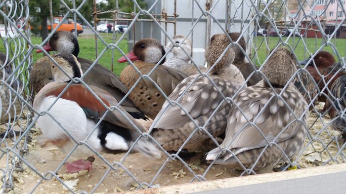 La lugoj - RATE EXOTICE-exotic ducks