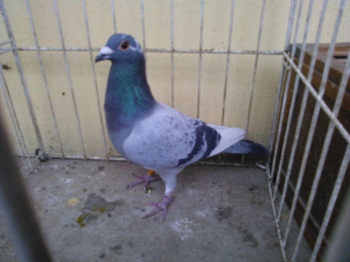 Ro 14-0360942 vandut