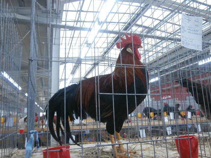 PC050227 - S-Expozitie Nationala a Romaniei Lugoj 2015