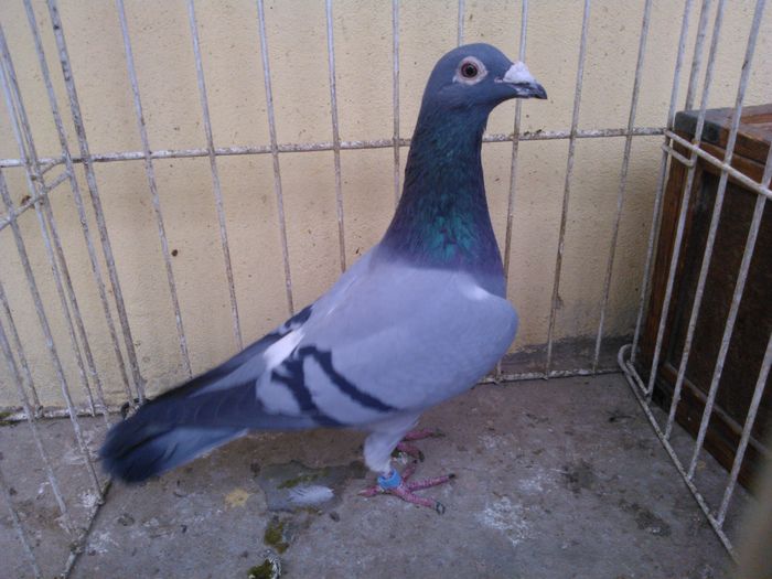 vandut