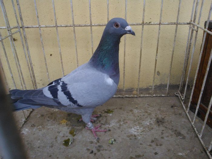 NL 15 vandut