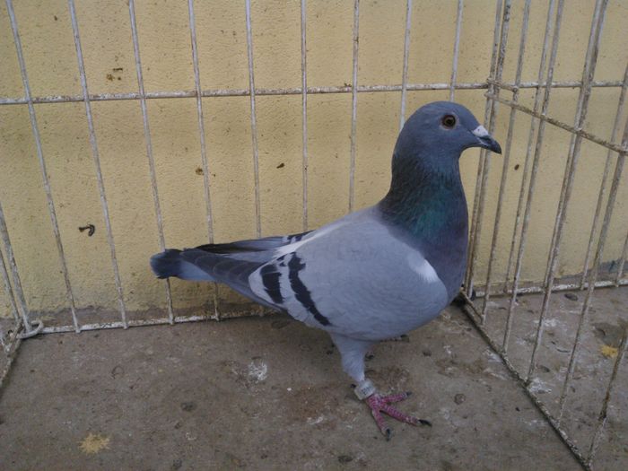 NL 15