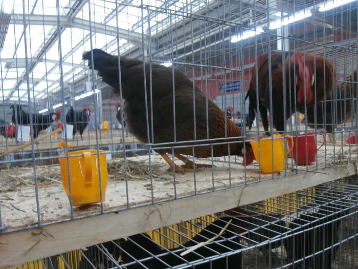 PC050228 - S-Expozitie Nationala a Romaniei Lugoj 2015