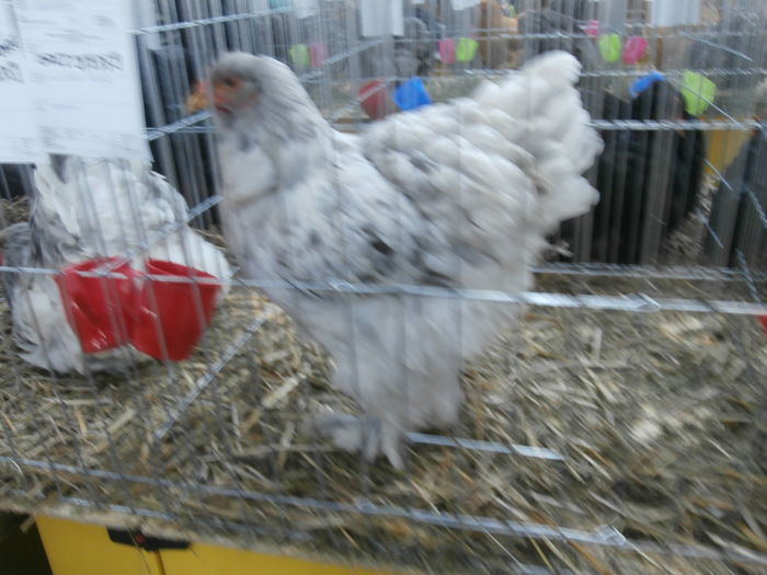 PC050316