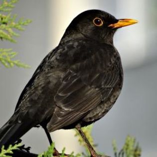 673227_e5be524d18169e5abba9d0f9c0a80262_mdsq - BIRDS