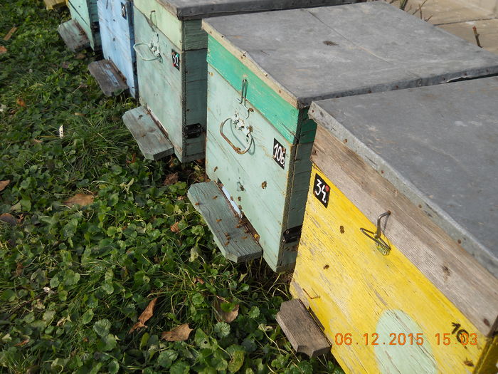 padure 2015 06 decembrie 001