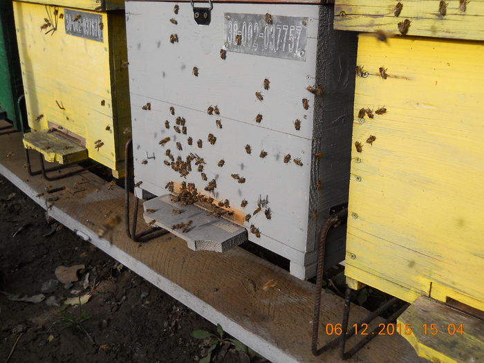 padure 2015 06 decembrie 002