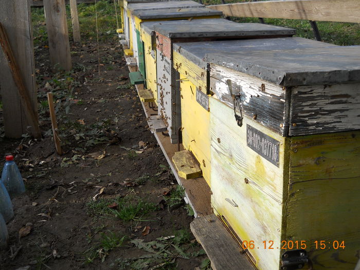 padure 2015 06 decembrie 004