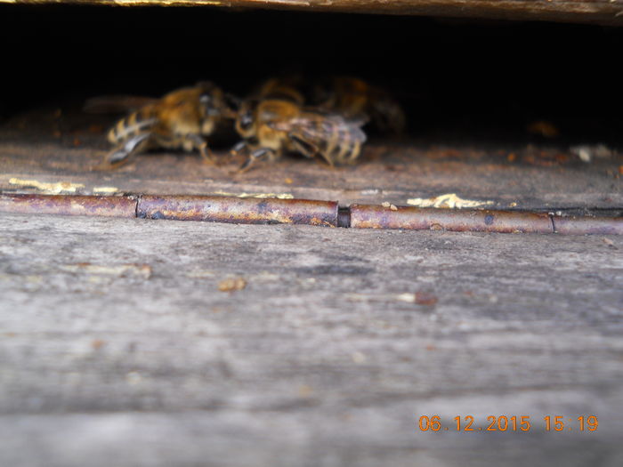 padure 2015 06 decembrie 011