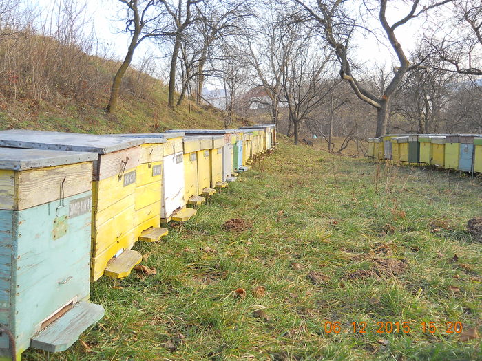 padure 2015 06 decembrie 015