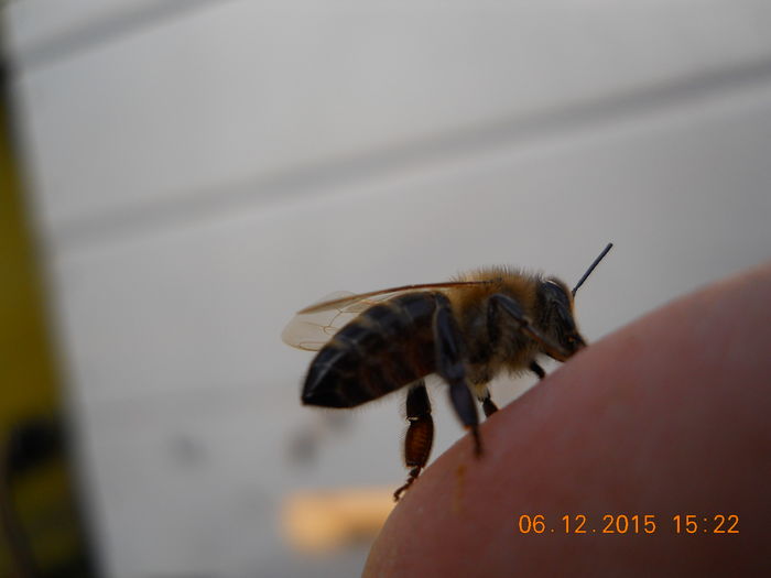 padure 2015 06 decembrie 021