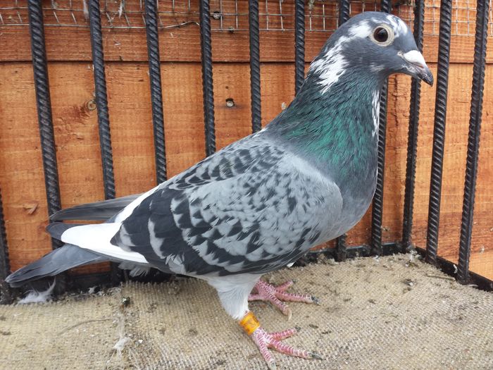 20151206_140109 - E-Amintiri