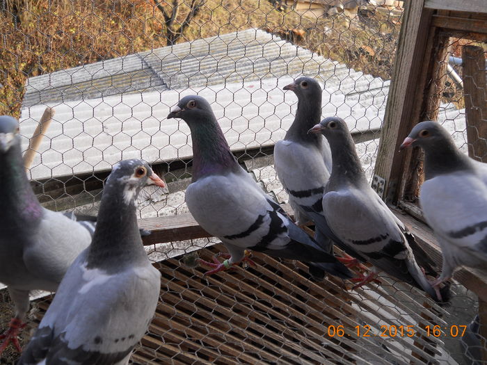 padure 2015 06 decembrie 129