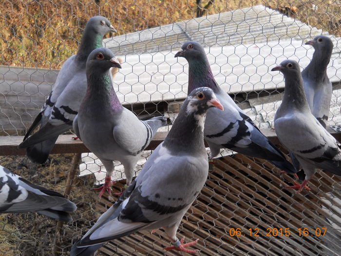 padure 2015 06 decembrie 130