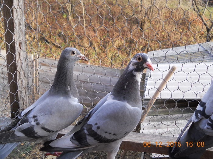 padure 2015 06 decembrie 132