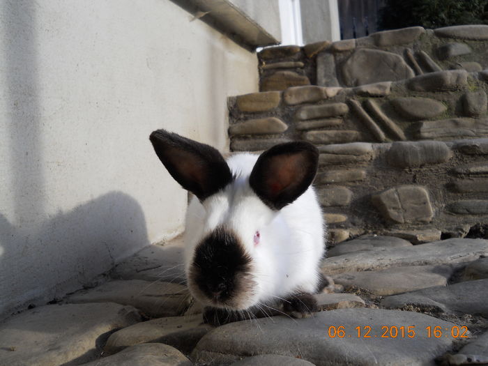 padure 2015 06 decembrie 115