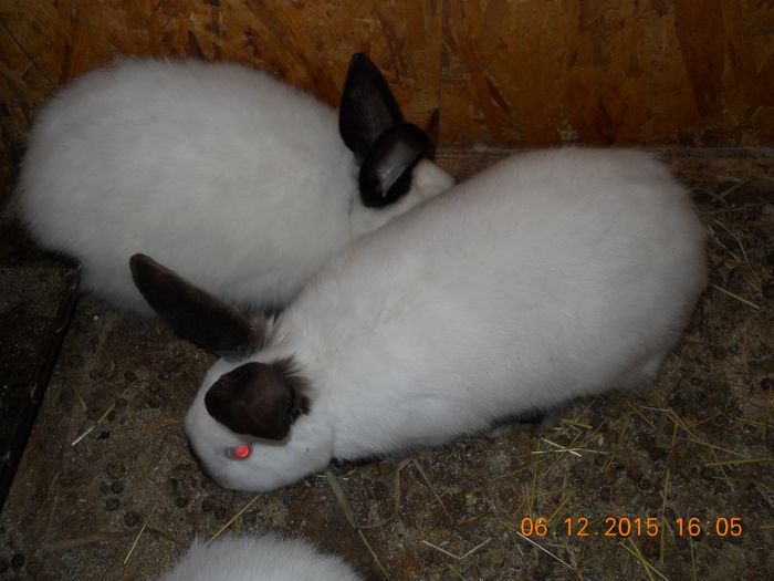 padure 2015 06 decembrie 122