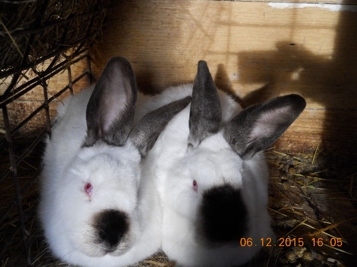 padure 2015 06 decembrie 123